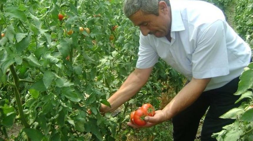 Domates, G&uuml;d&uuml;ll&uuml; &Ccedil;ift&ccedil;ileri Sevindirdi