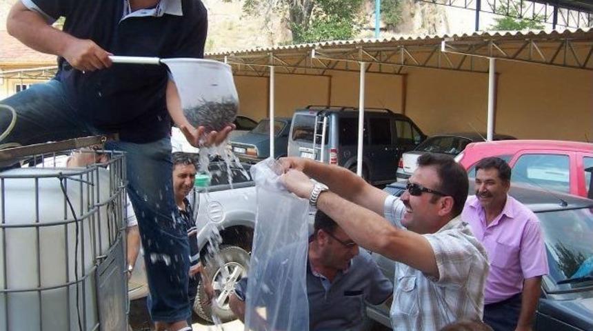 Afyonkarahisar&rsquo;da Bulunan G&ouml;l Ve G&ouml;letlere 241 Bin Adet Yavru Bırakıldı