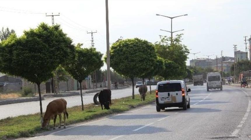 Başıboş Hayvanlar Kazaya Davetiye &Ccedil;ıkarıyor