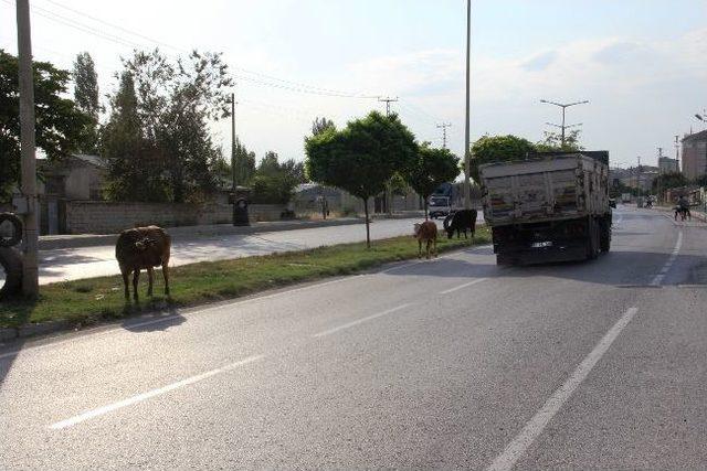 Başıboş Hayvanlar Kazaya Davetiye Çıkarıyor