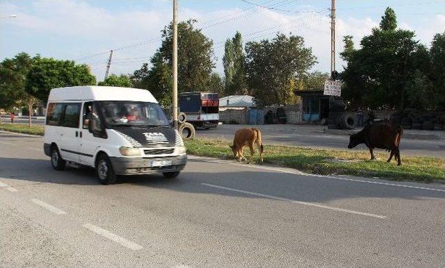 Başıboş Hayvanlar Kazaya Davetiye Çıkarıyor