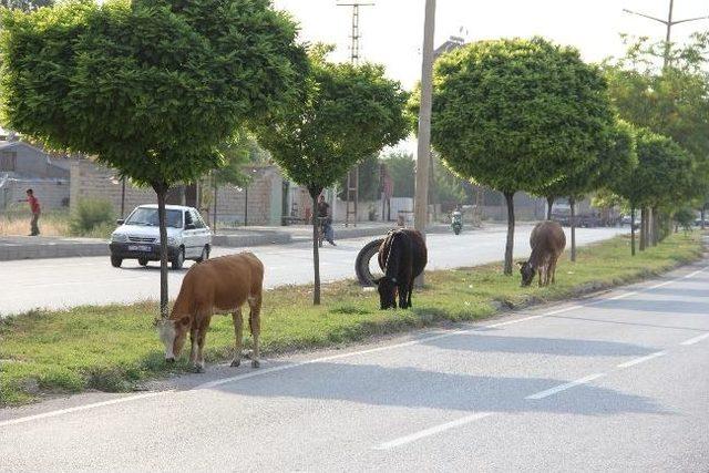 Başıboş Hayvanlar Kazaya Davetiye Çıkarıyor