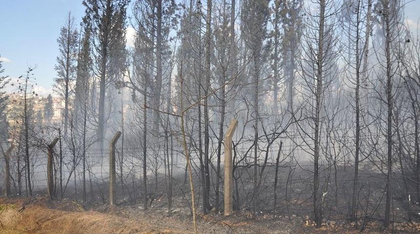 57 D&ouml;n&uuml;m &Ccedil;amlık K&uuml;l Oldu