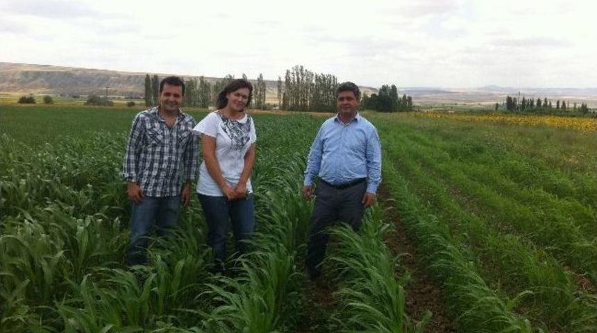 Sorgum Ve Sudan Otu Kurak Alanların Verimli Yem Bitkisi