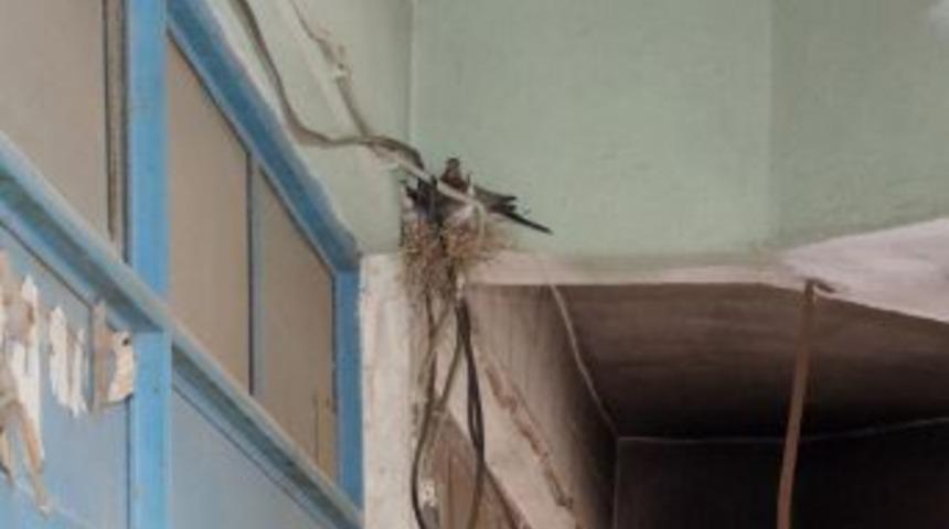 Binanın Tavan Arasında Duran Kuş Yuvası Şaşırtıyor