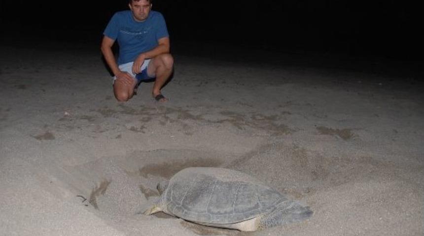 Yumurtlamaya Gelen Caretta Caretta Tatilcilere Unutulmaz Anlar Yaşattı