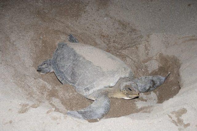 Yumurtlamaya Gelen Caretta Caretta Tatilcilere Unutulmaz Anlar Yaşattı