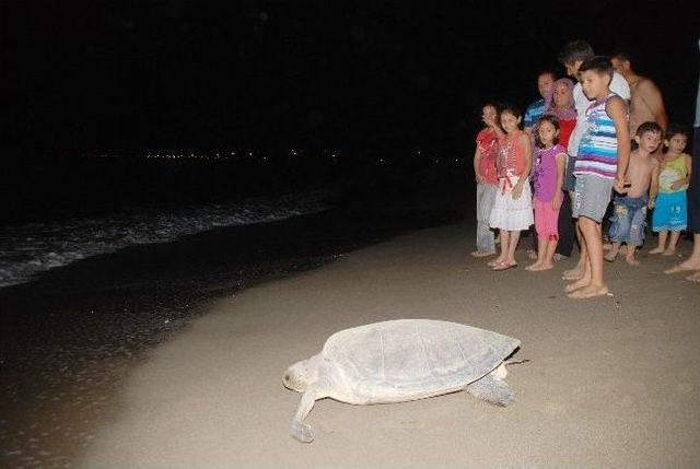 Yumurtlamaya Gelen Caretta Caretta Tatilcilere Unutulmaz Anlar Yaşattı