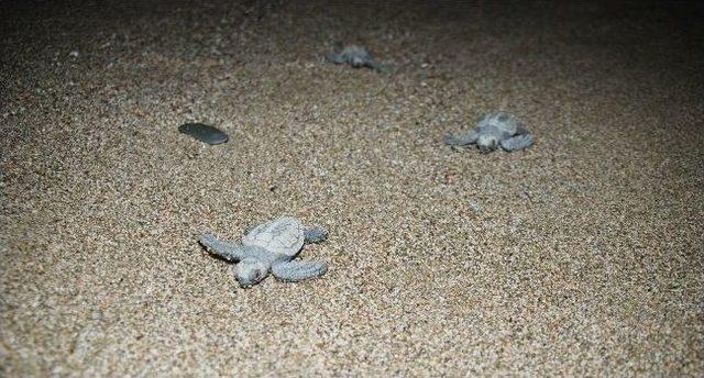 Yumurtlamaya Gelen Caretta Caretta Tatilcilere Unutulmaz Anlar Yaşattı