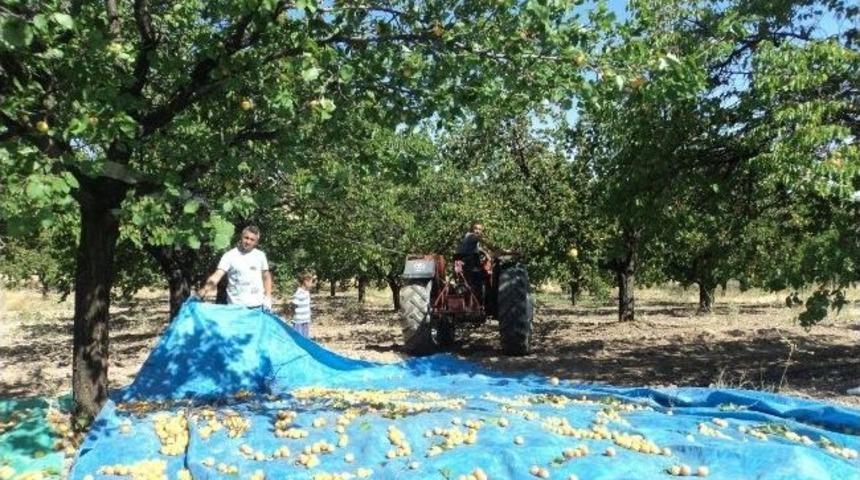 Elbistan&rsquo;da Kayısı Hasadı Başladı