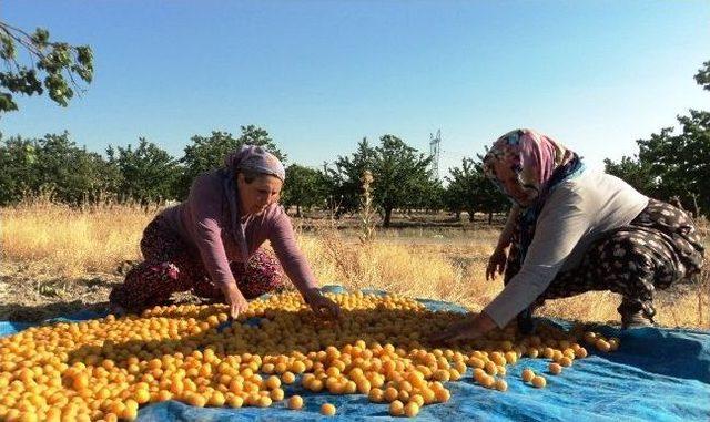 Elbistan’da Kayısı Hasadı Başladı