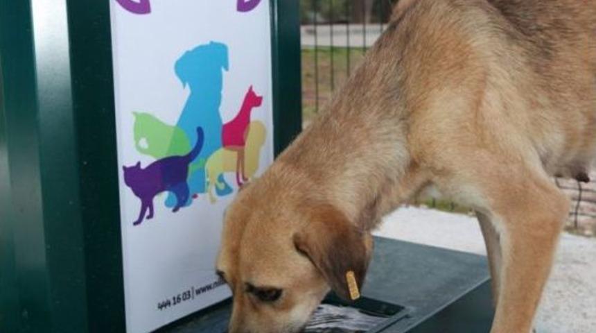 Nil&uuml;fer&rsquo;in &lsquo;Sokak Hayvanları Beslenme Odakları&rsquo; &Ouml;rnek Oldu