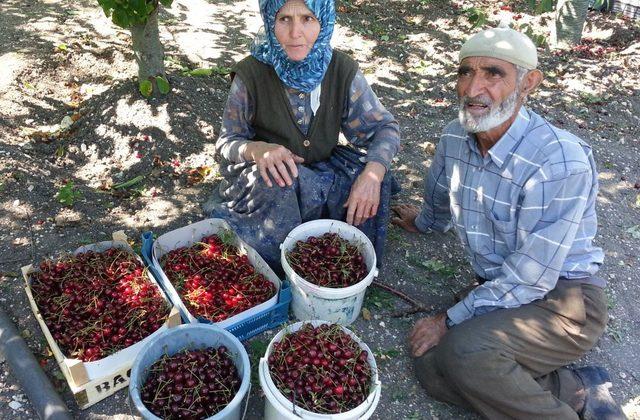 Kiraz Sezonu Bitti, Keles’te Yeni Umut Vişne