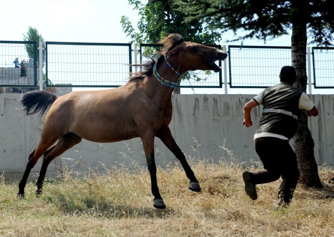 Bursa'da Şehrin G&ouml;beğindeki Sahipsiz Atlar G&uuml;&ccedil;l&uuml;kle Toplandı