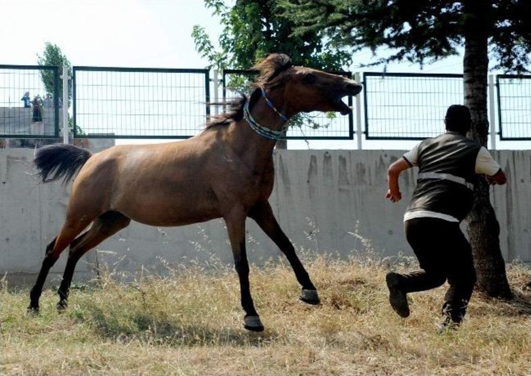 Olayların &Ccedil;ıktığı Mahallede Nefes Kesen At Operasyonu