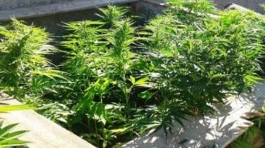 Elbistan'da Uyuşturucu Operasyonu