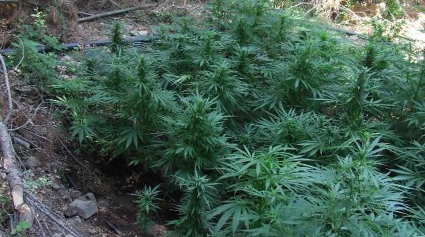 &Ccedil;anakkale&rsquo;de Kenevir Operasyonu