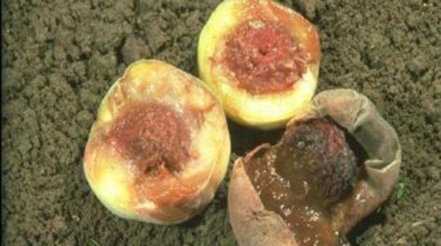 Şeftali &Uuml;reticileri Meyve Sineği Larvalarına Karşı Uyarıldı