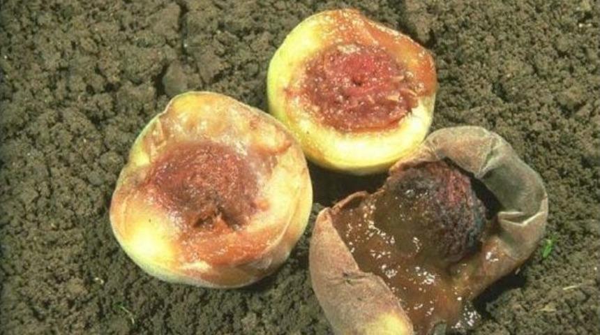 Akdeniz Meyve Sineğine Dikkat