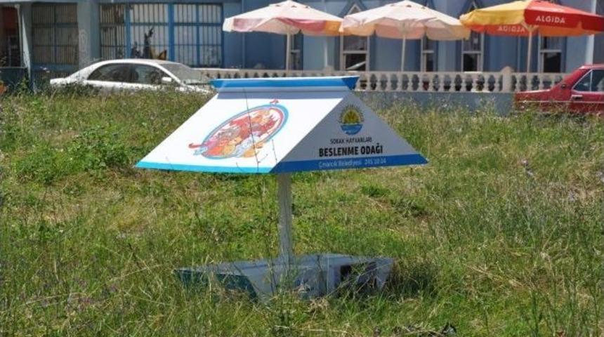 Sokak Hayvanları Beslenme Odağı Projesi &Ouml;rnek Oldu