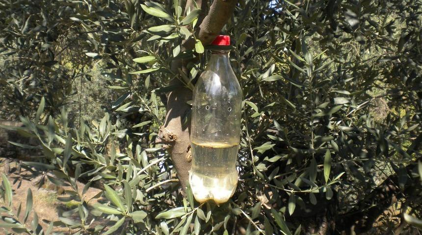 S&ouml;ke'de Zeytin Sineğiyle M&uuml;cadele I&ccedil;in Tuzaklar Kuruldu