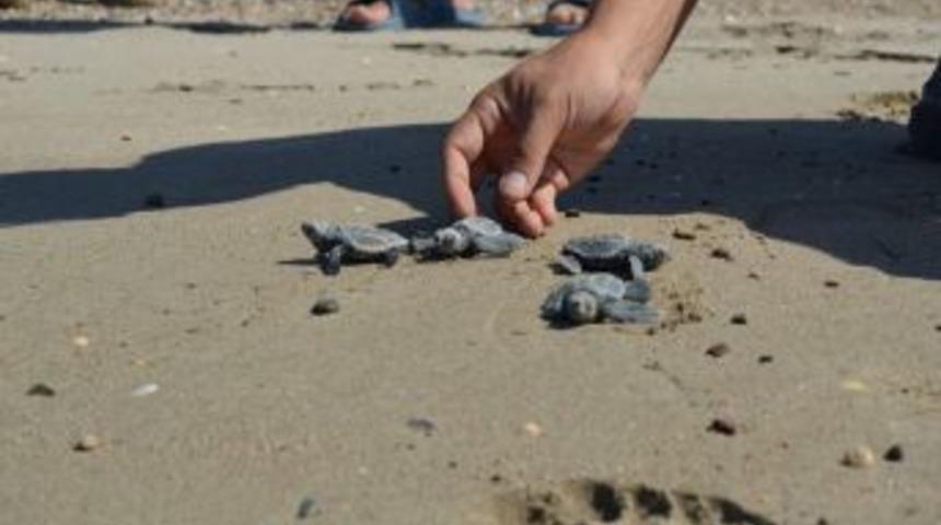 Yavru Caretta Carettaların Zorlu Yolculuğu Başladı