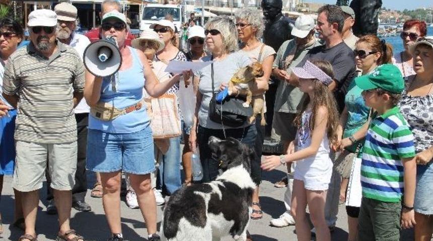 Fo&ccedil;a&rsquo;da 10 Sokak Kedisinin Zehirlenmesine Tepki