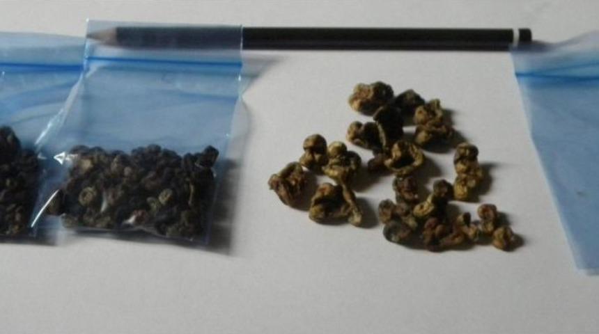 Hollanda'dan İzmir'e Uyuşturucu 'sihirli Mantar' Getirildi