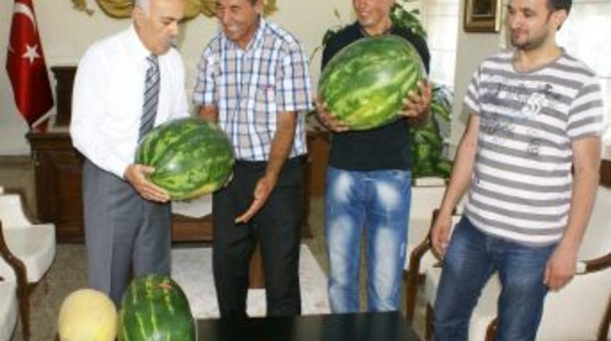 Iğdırlı &Ccedil;ift&ccedil;i, Yetiştirdiği En B&uuml;y&uuml;k Karpuzları Vali Pek'e Hediye Etti