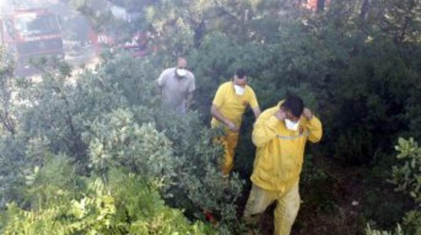 Uludağ Eteklerinde Orman Yangını