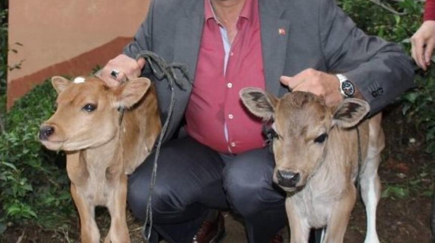 İnekleri De İkiz Doğurdu