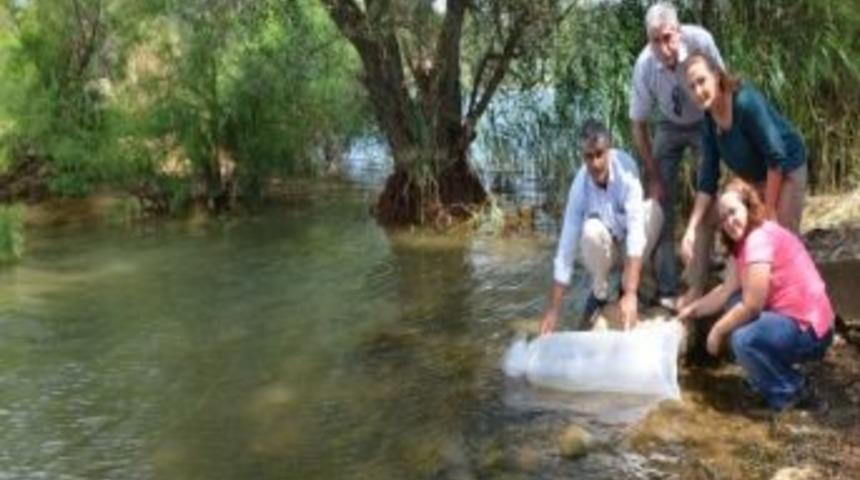 Uşak G&ouml;letlerine 43 Bin Balık Yavrusu Bırakıldı