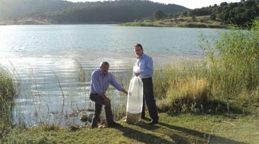 Pazarlar G&ouml;leti'ne 6 Bin Adet Sazan Balığı Yavrusu Bırakıldı