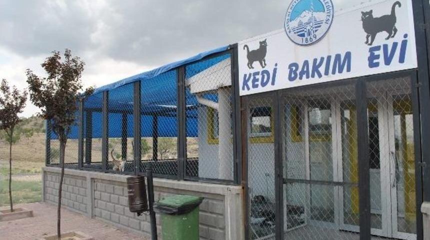B&uuml;y&uuml;kşehir Belediyesi Kedileri De D&uuml;ş&uuml;nd&uuml;