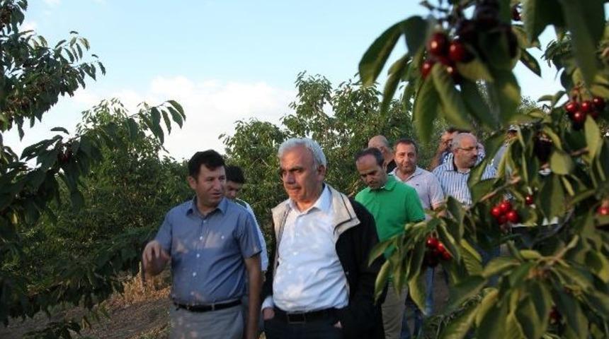 Bitlis'te Meyvecilik Gelişiyor