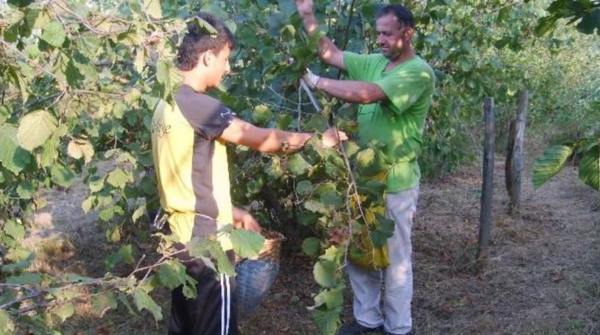 "fındığı Erken Toplamayın" &Ccedil;ağrısı