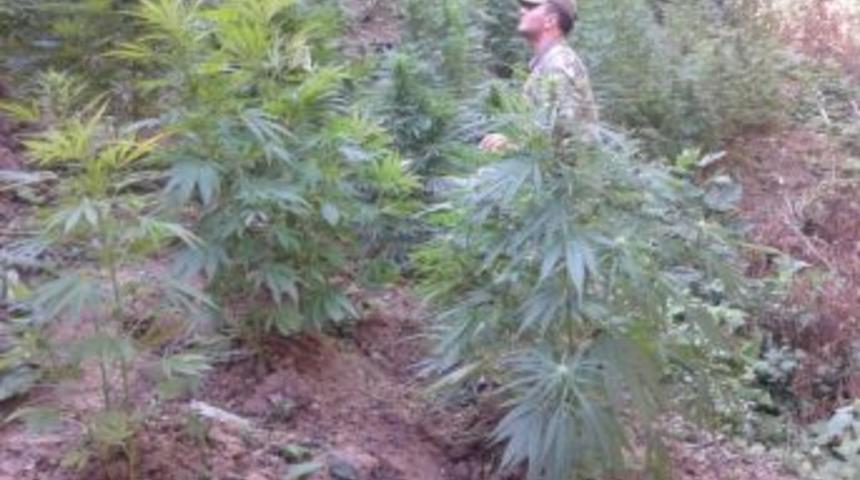 Jandarma Ekiplerinden Kenevir Operasyonu