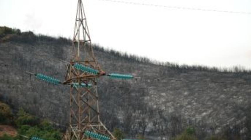 Yanan Alan Ağaçlandırılacak