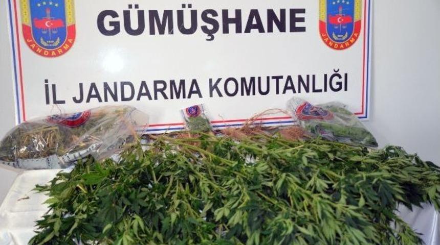 G&uuml;m&uuml;şhane&rsquo;de Hint Keneviri Ve Kubar Esrar Yakalandı