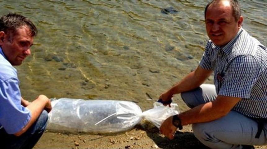 Yavru Sazanlar Aydın&rsquo;da Suya Kavuştu