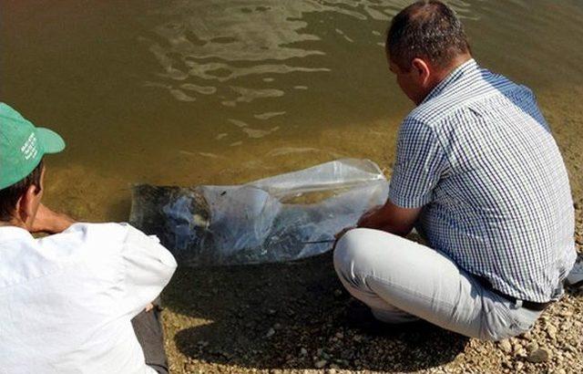 Yavru Sazanlar Aydın’da Suya Kavuştu