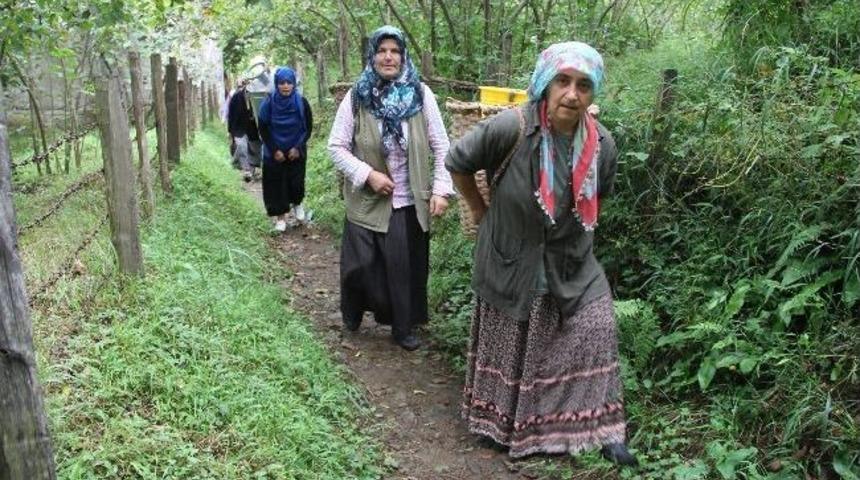 100 Yıllık Armut Ağacı İ&ccedil;in Yola Karşı &Ccedil;ıkıyorlar