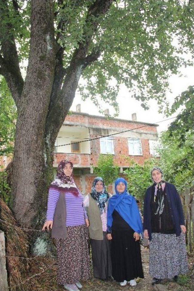 100 Yıllık Armut Ağacı İçin Yola Karşı Çıkıyorlar