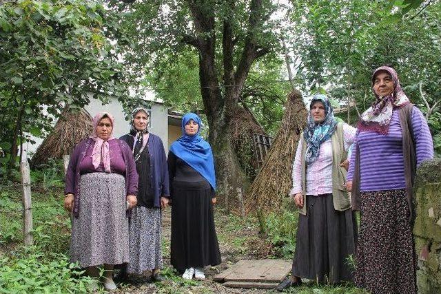 100 Yıllık Armut Ağacı İçin Yola Karşı Çıkıyorlar