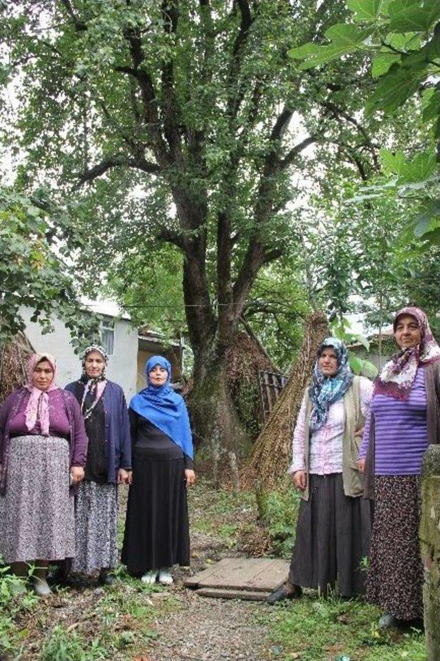 100 Yıllık Armut Ağacı İçin Yola Karşı Çıkıyorlar