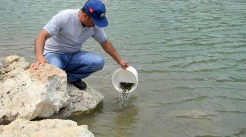 Hatay'da G&ouml;letlere 40 Bin Sazan Balığı Yavrusu Bırakıldı