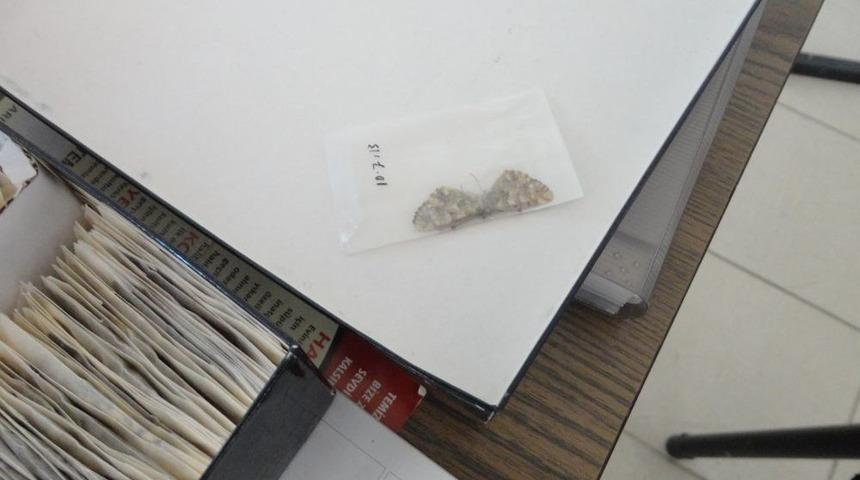 Kelebek Ve Tırtıl Ka&ccedil;ak&ccedil;ıları Su&ccedil;&uuml;st&uuml; Yakalandı