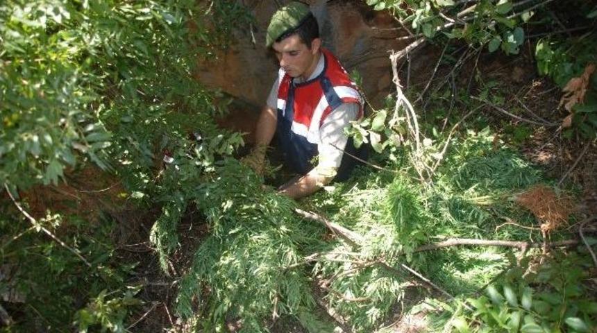 Jandarmadan Uyuşturucu Operasyonu