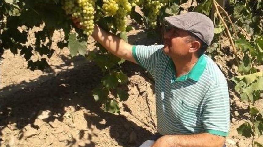 Manisa &Uuml;z&uuml;m&uuml;nde Hasat Yaklaşıyor