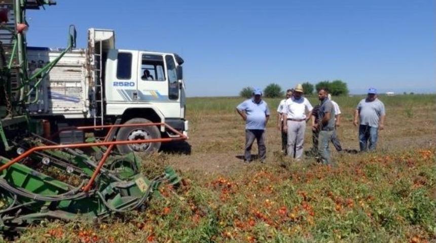 Ceyhan'da Makineyle Domates Hasadı